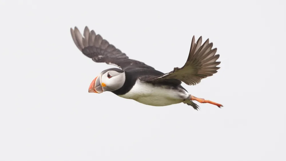 A puffin in flight