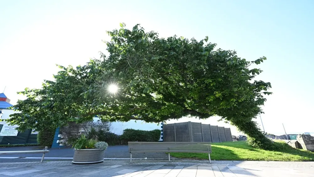 The Bendy Tree wych elm in Newcastle, Northern Ireland, has won UK Tree of the Year 2026