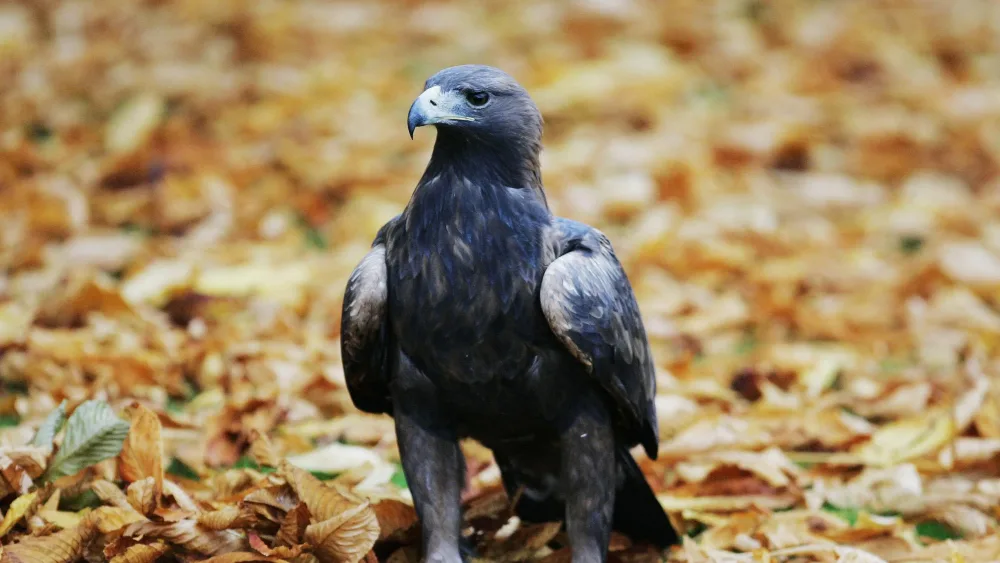 A golden eagle on the ground