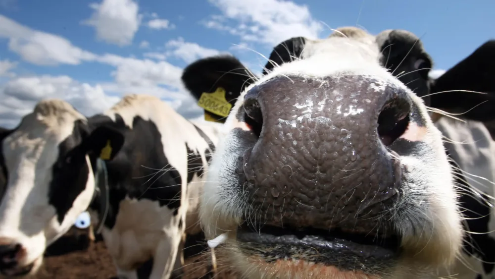 Cows look at a photographer's camera