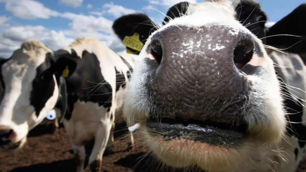 A close up view of the nose and mouth of a cow