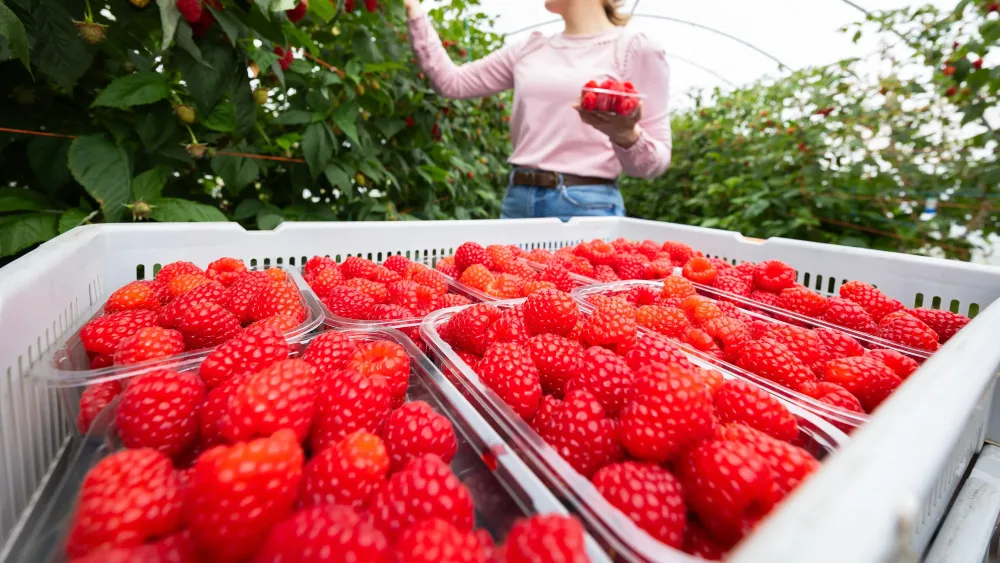 Punnets of raspberries in the foreground with a person picking raspberries standing behind