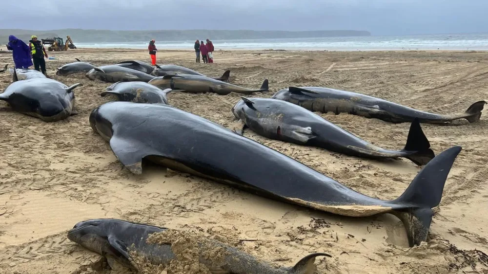 A group of stranded pilot whales