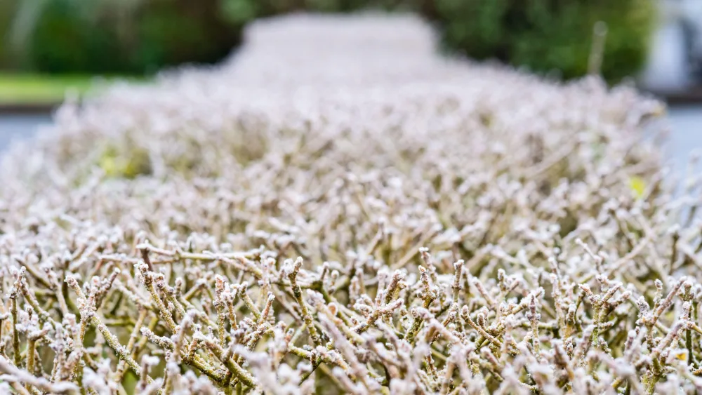 Frost on a hedge