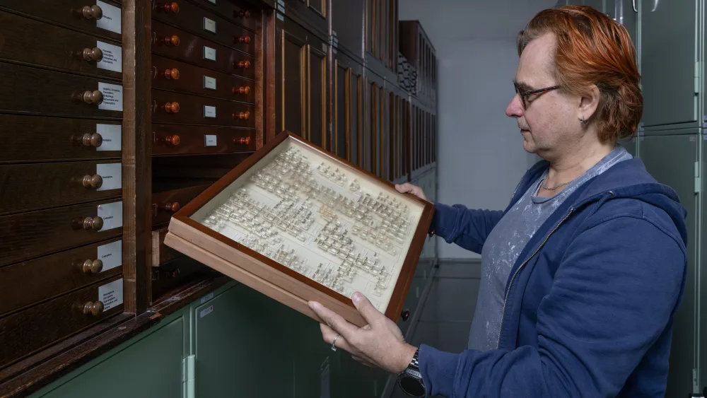 Curator examining moth collection