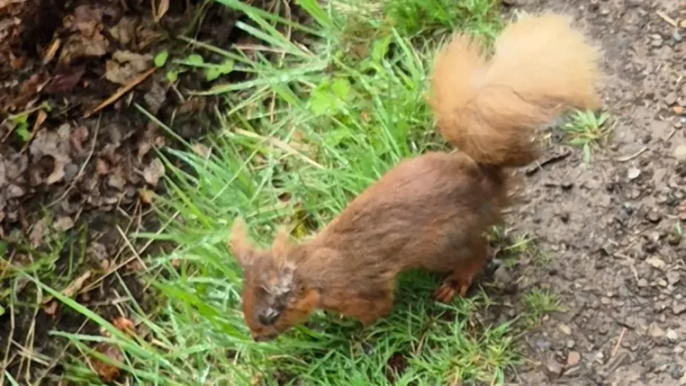 Sick red squirrel