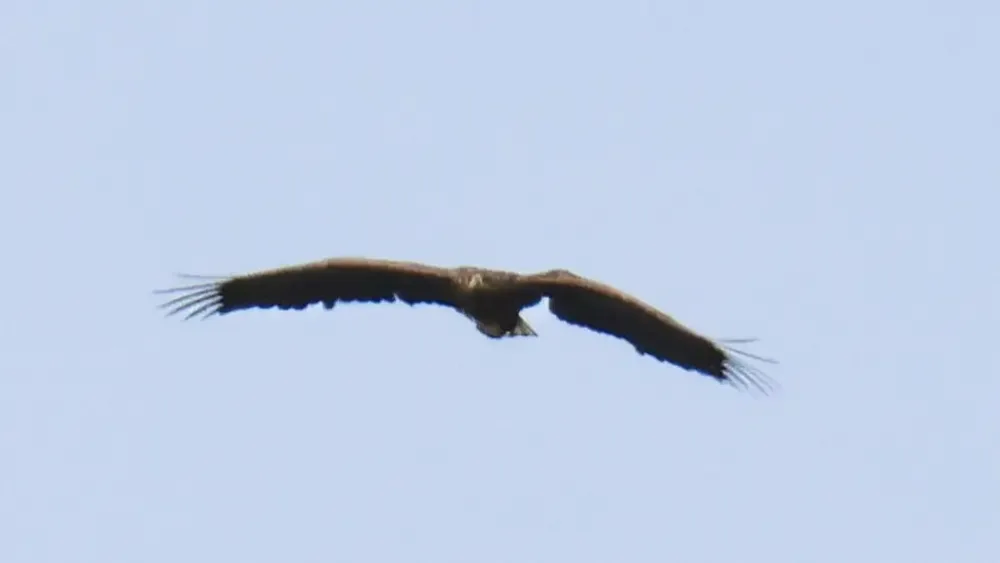 Eagle flying