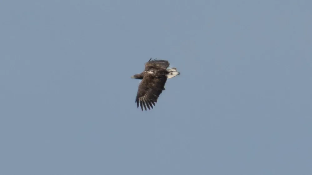 Eagle flying