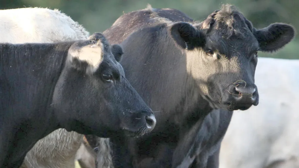 Cows