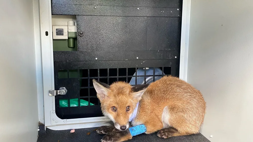 Fox cub