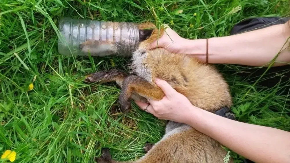 Fox with head trapped in bottle