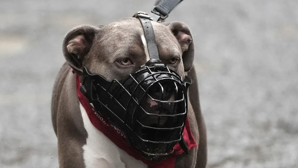An XL bully dog wearing a muzzle