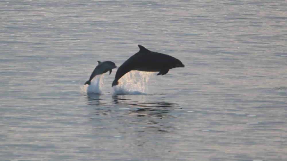Dolphins