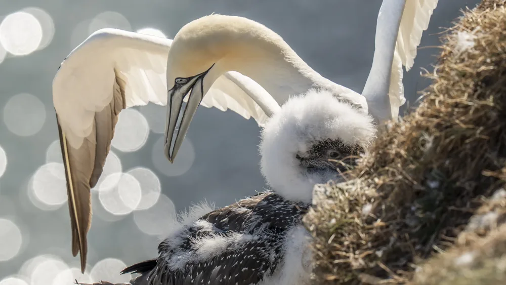 Seabirds at Bempton Cliffs