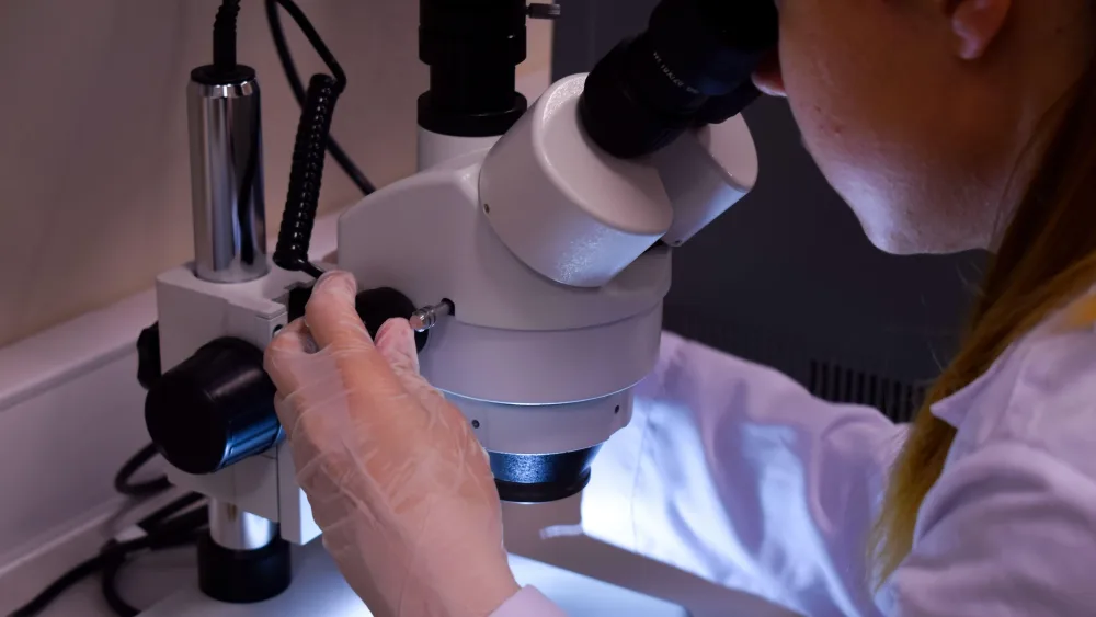 A stock image of a researcher looking over a light microscope at cells