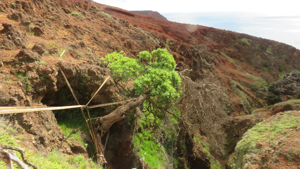 Tree perched on outcrop