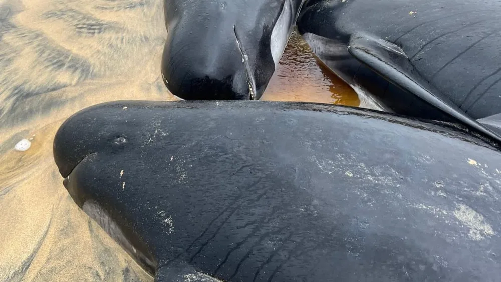 Piolt whales mass stranding – Isle of Lewis