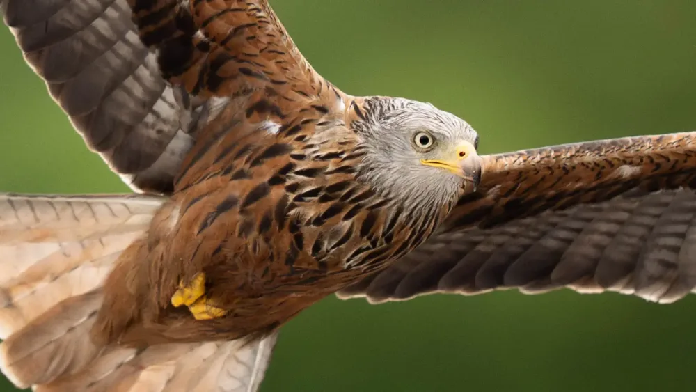 A red kite flying
