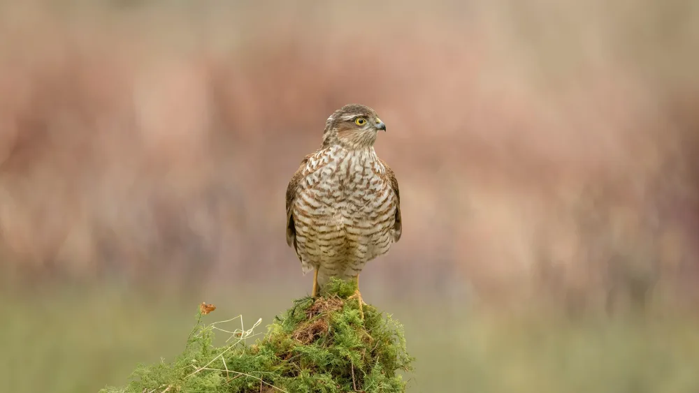 Sparrowhawk perched on a moss-covered tree