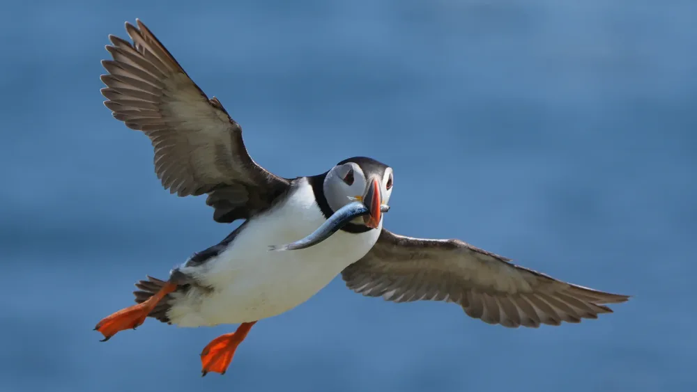 A puffin flying