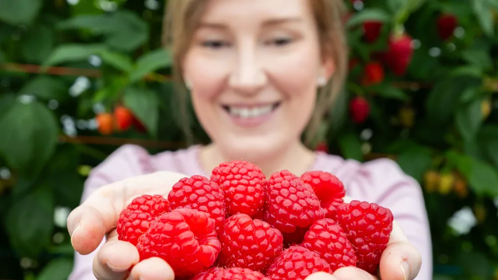 Raspberry Harvest Scotland