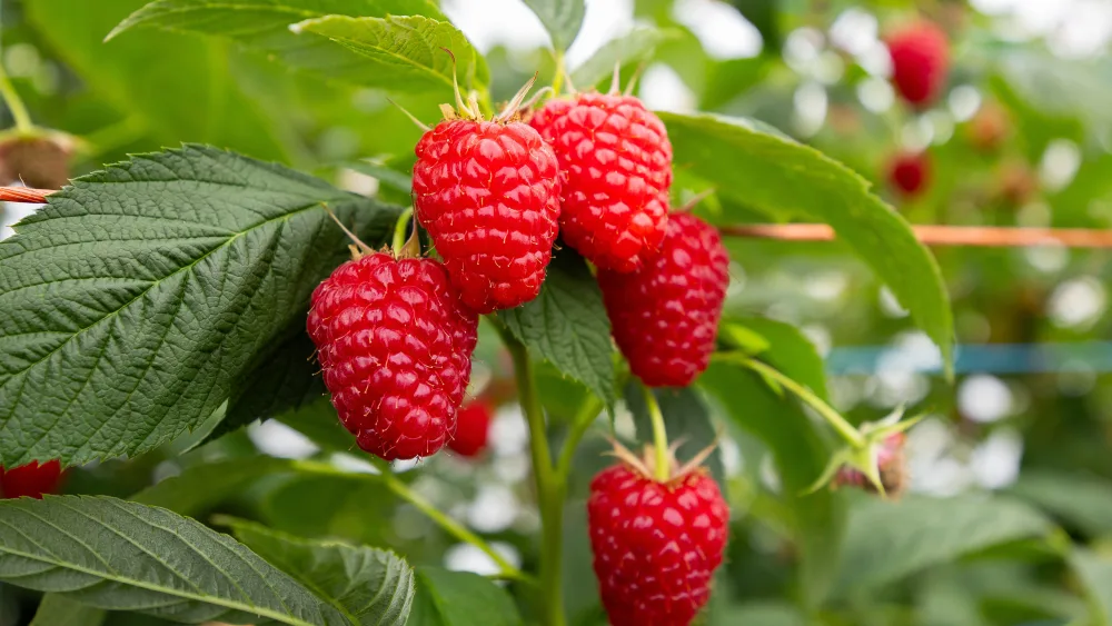 Raspberries on the cane