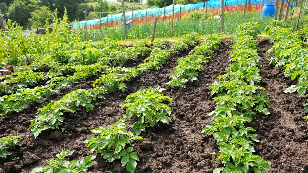 A view of potatoes growing in an allotment