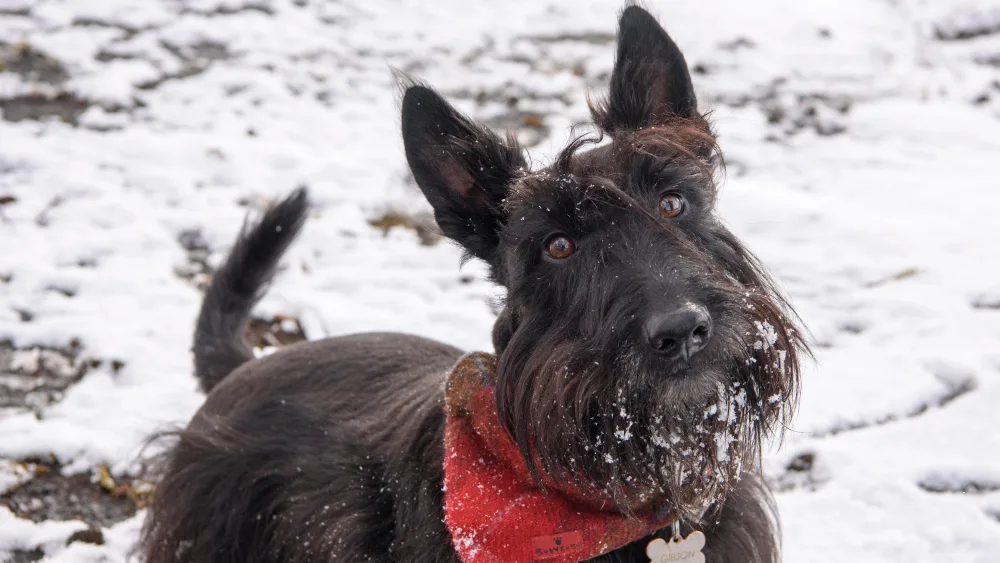 A scottie dog