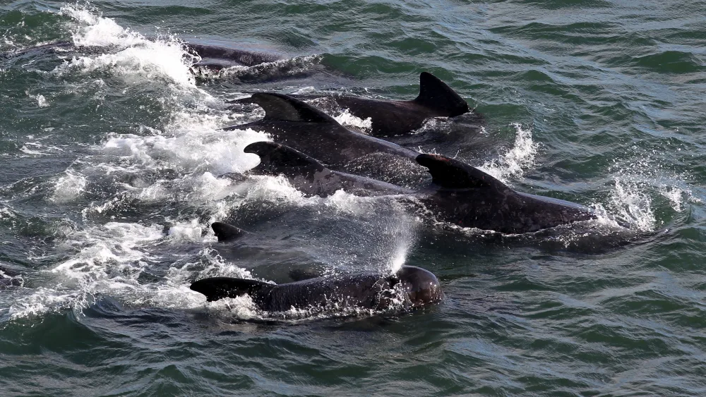 Stranded whales