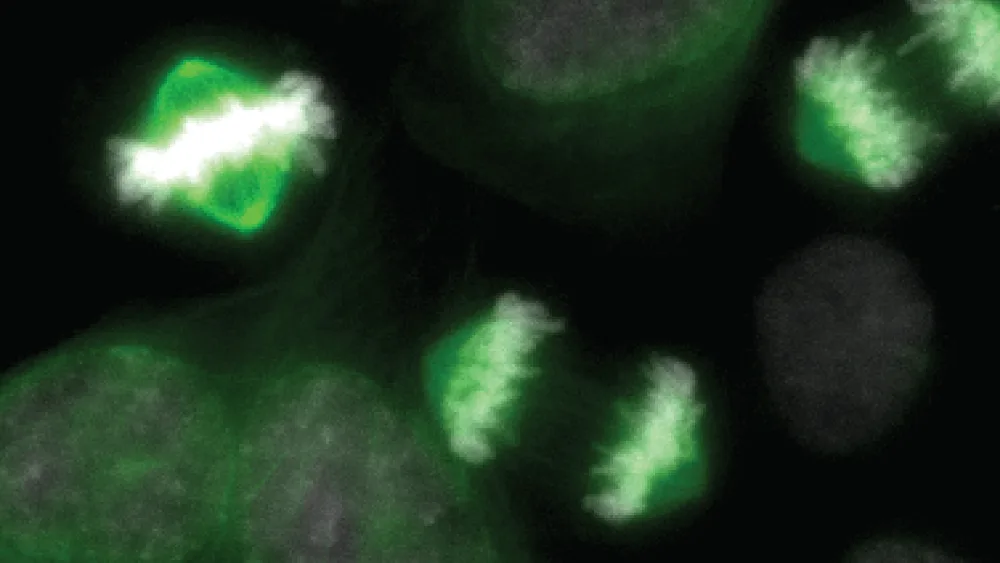 Microscope image of cells during the division process