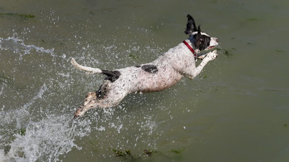 A dog cools off in the sea in Folkestone, Kent