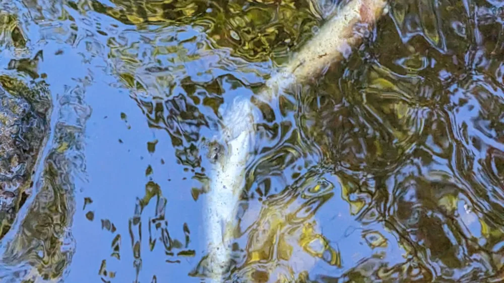 It is thought the fishlation on the burn could take years to recover (Spey Fishery Board)