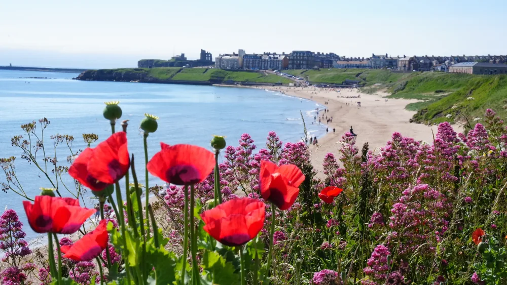 A view of wild flowers, with a beach in the background