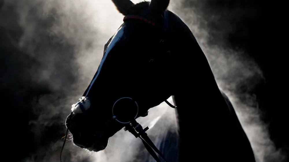 Horse silhouette