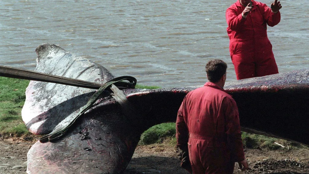 View of a sperm whale's tail on a beach, with two men standing nearby